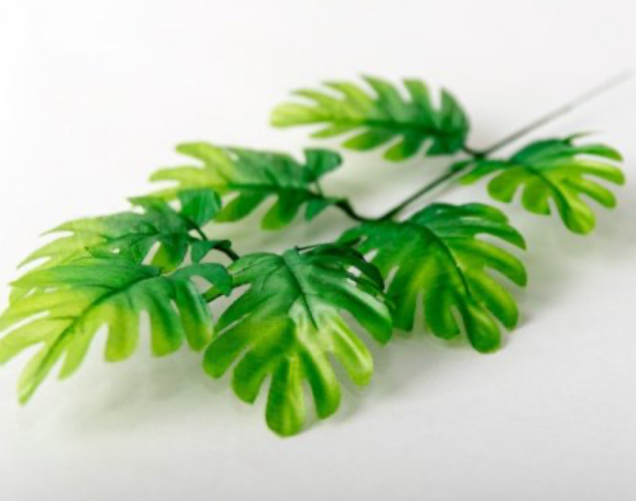 Ветка монстеры семилистной, 40см. (уп./10шт.) — изображение 2